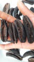 sea cucumbers patallus mollis dry - product's photo