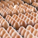 ostrich eggs, chicken eggs - product's photo
