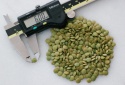green mung beans - product's photo