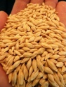 bulk barley grains - product's photo