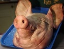 frozen pork heads - product's photo