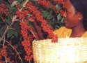yirgacheffe organic coffee - product's photo