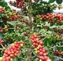 harrar coffee green coffee - product's photo
