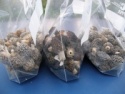 delicious frozen wild mushroom - product's photo