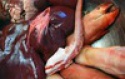 clean frozen pork /frozen port tail/ears/legs/hind/frozen pork feet - product's photo