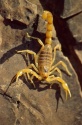 turkish scorpion venom for sale - product's photo