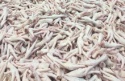 frozen chicken feet - product's photo