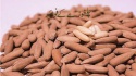 tasty and healthy nuts,pine nuts in shell 2016 at very cheap price - product's photo
