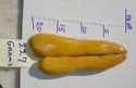 frozen mullet fish roe - product's photo
